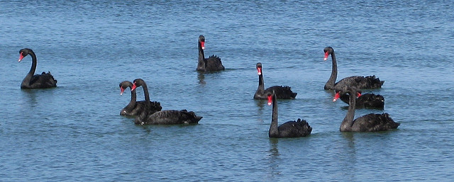 black-swans